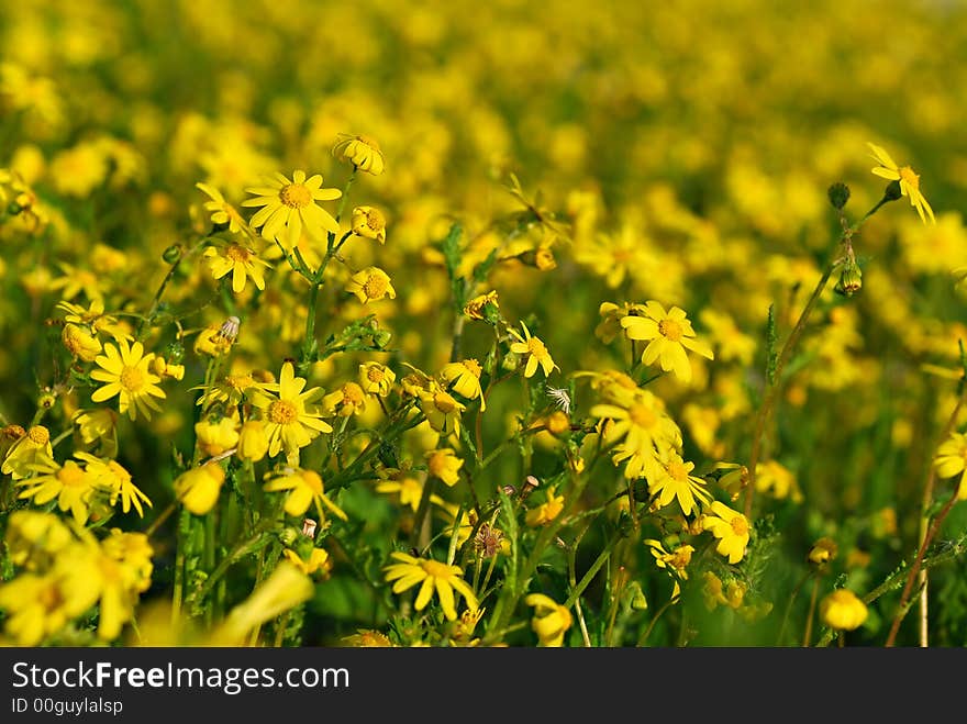 Yellow flowers field background at spring