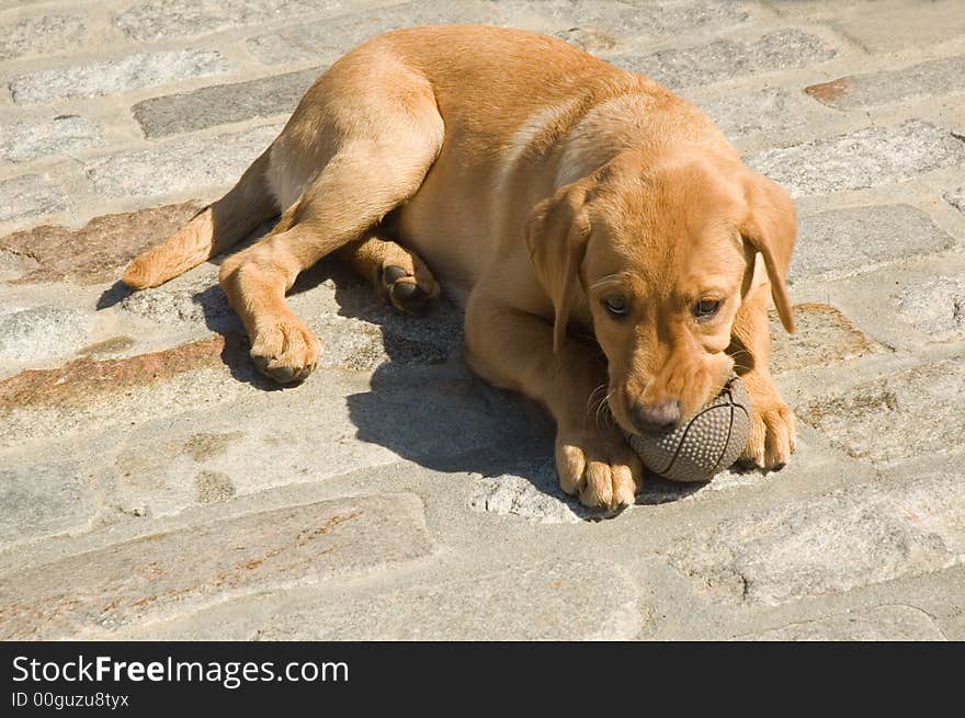 Cute labrador puppy laying on stone pavement chewing ball