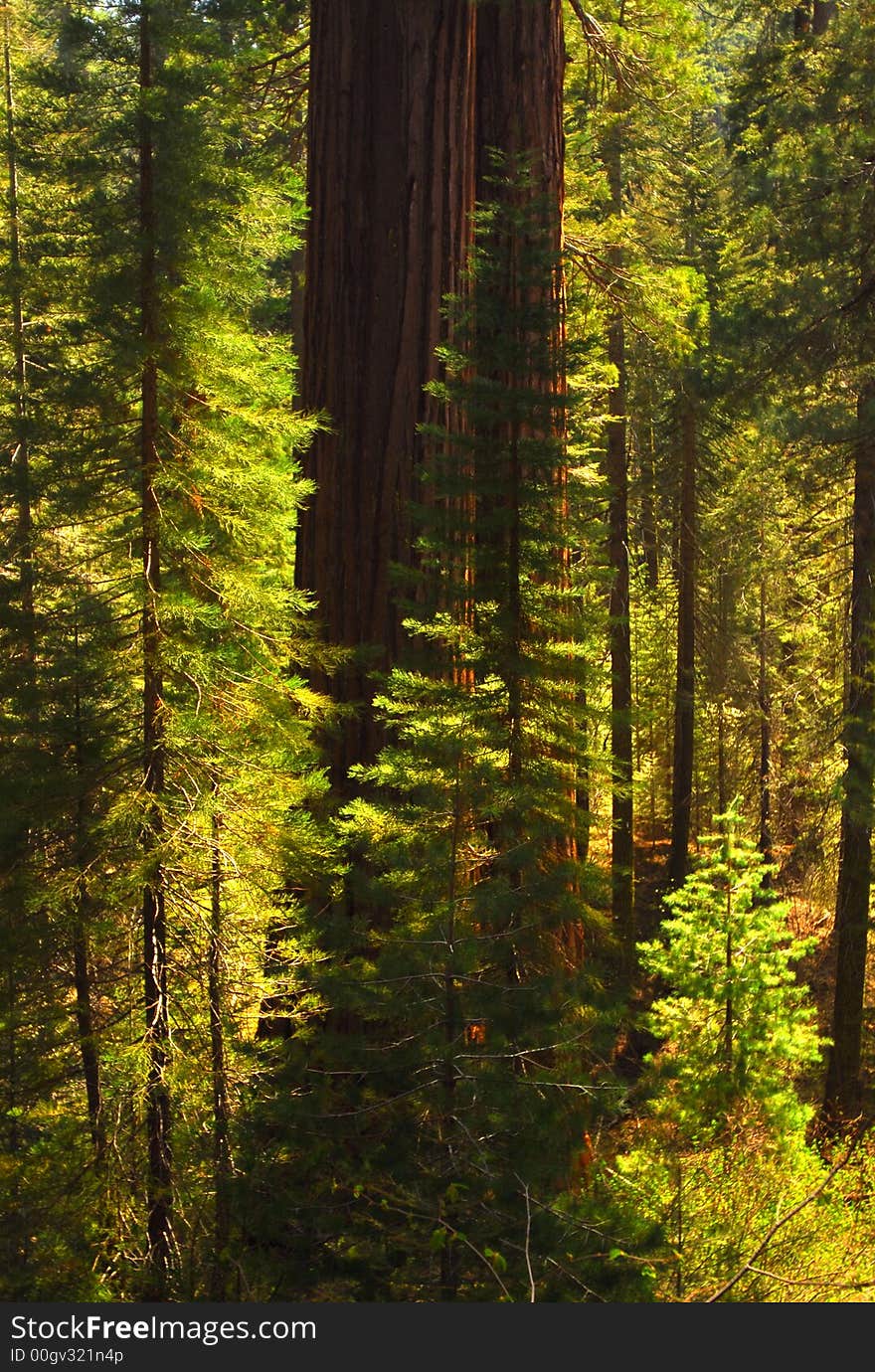 These giant Sequoias are the largest living thing on earth.