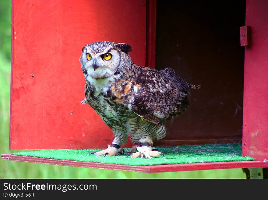 Great Horned Owl Perched and Ready for Flight. Great Horned Owl Perched and Ready for Flight