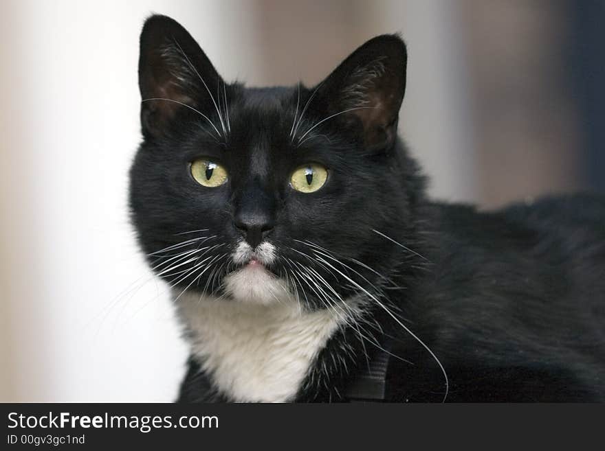 Handsome Black and White Cat