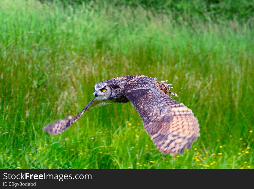 Great Horned Owl Flying 3