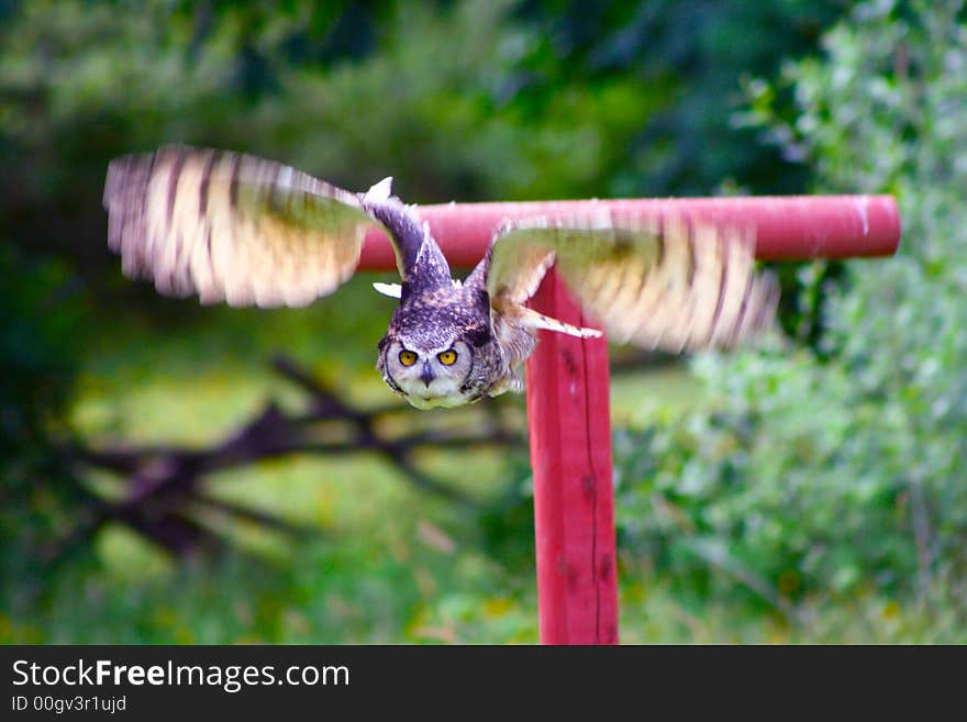 Great Horned Owl Flying 4