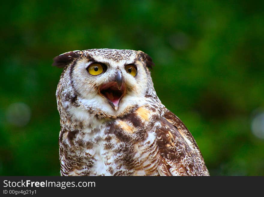 Great Horned Owl Perched and Ready for Flight. Great Horned Owl Perched and Ready for Flight