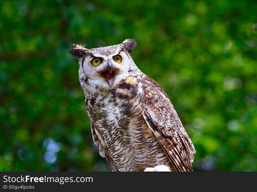 Great Horned Owl Perched and Ready for Flight. Great Horned Owl Perched and Ready for Flight