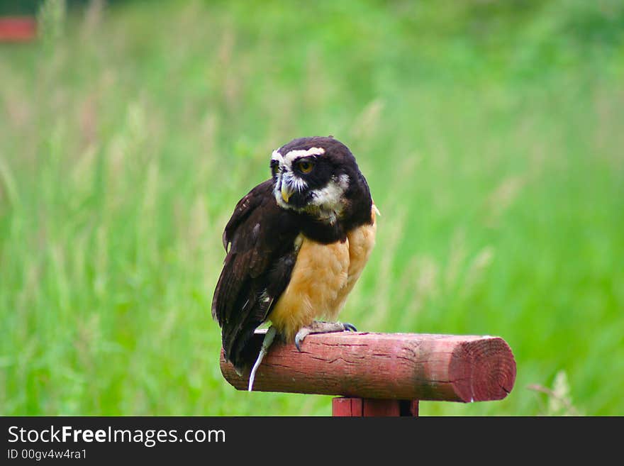 Spectacled Owl Perched and Ready for Flight. Spectacled Owl Perched and Ready for Flight