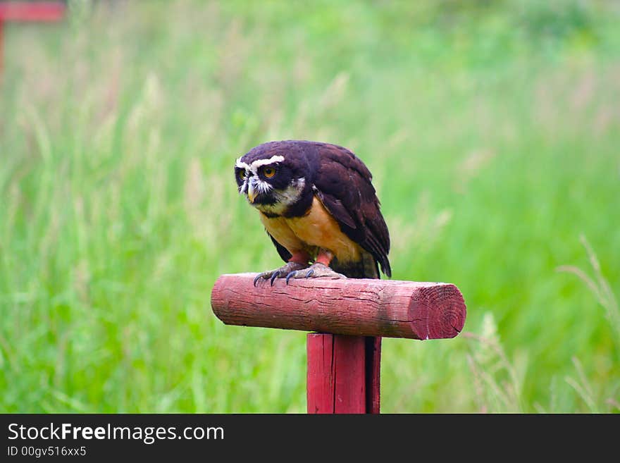 Spectacled Owl Perched and Ready for Flight. Spectacled Owl Perched and Ready for Flight