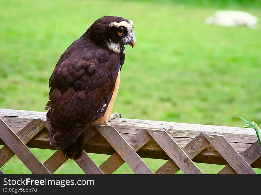 Spectacled Owl Perched and Ready for Flight. Spectacled Owl Perched and Ready for Flight