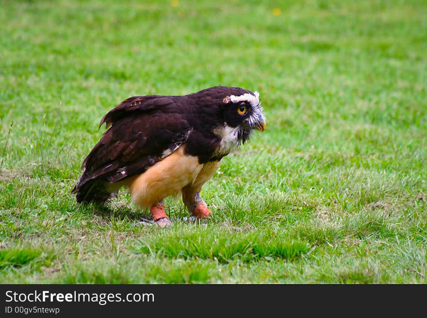 Spectacled Owl Perched and Ready for Flight. Spectacled Owl Perched and Ready for Flight