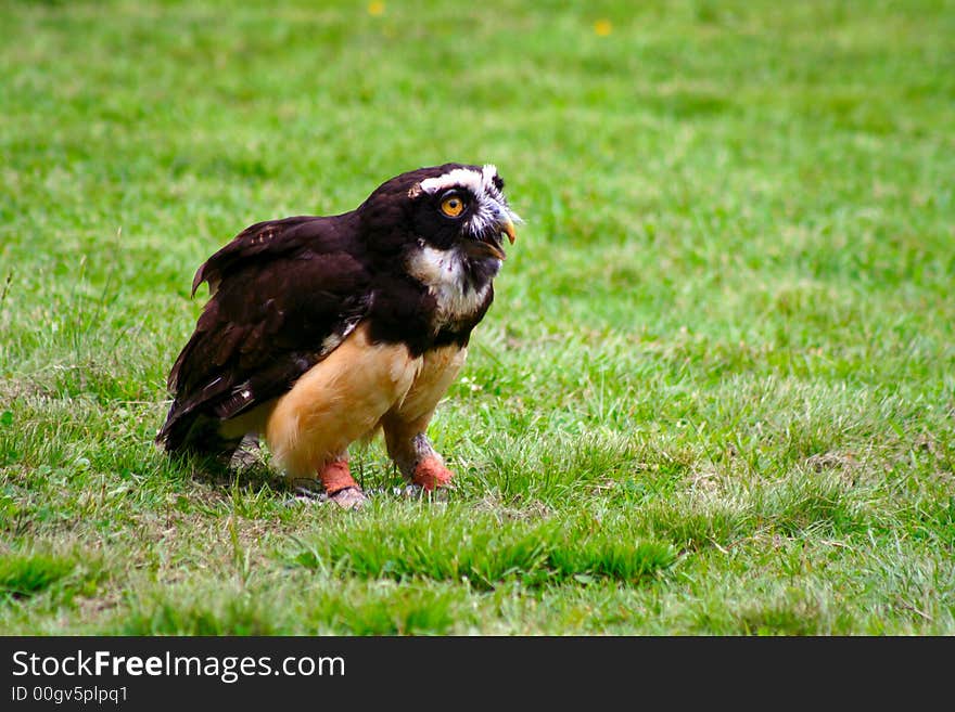 Spectacled Owl Perched and Ready for Flight. Spectacled Owl Perched and Ready for Flight