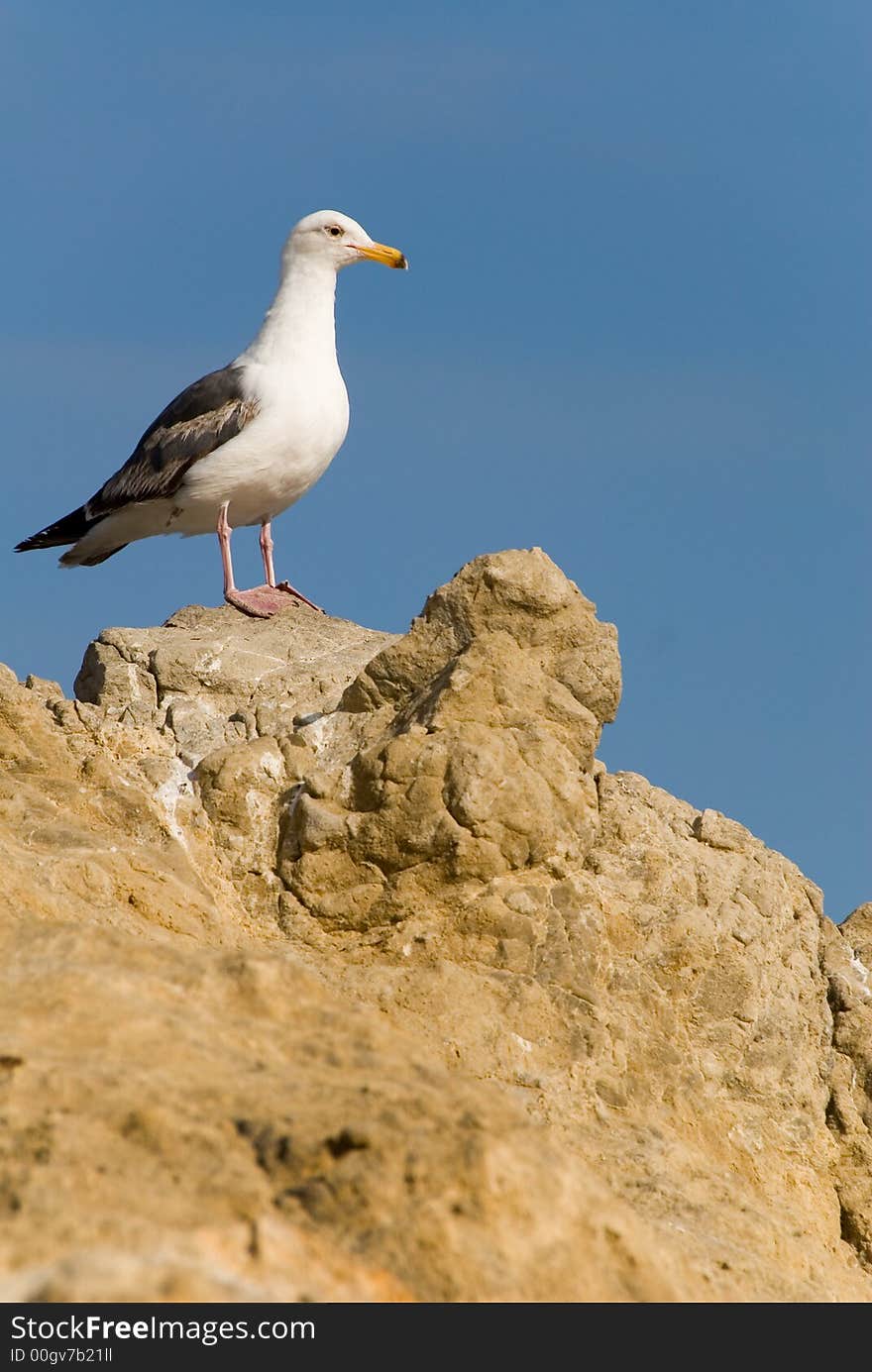 Bird standing atop a big rock looking for prey. Bird standing atop a big rock looking for prey.