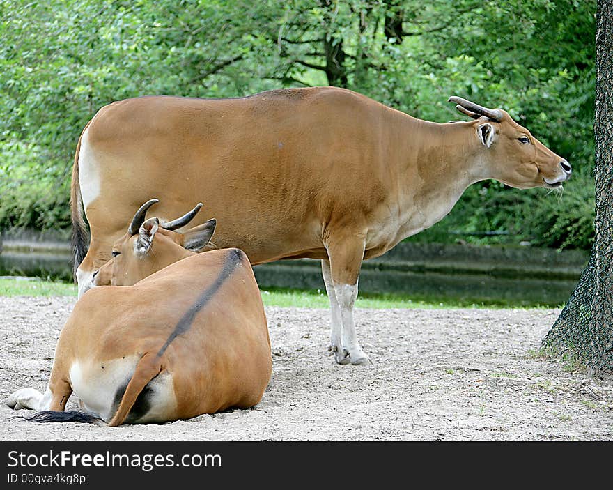 View of two Banteng cows. View of two Banteng cows