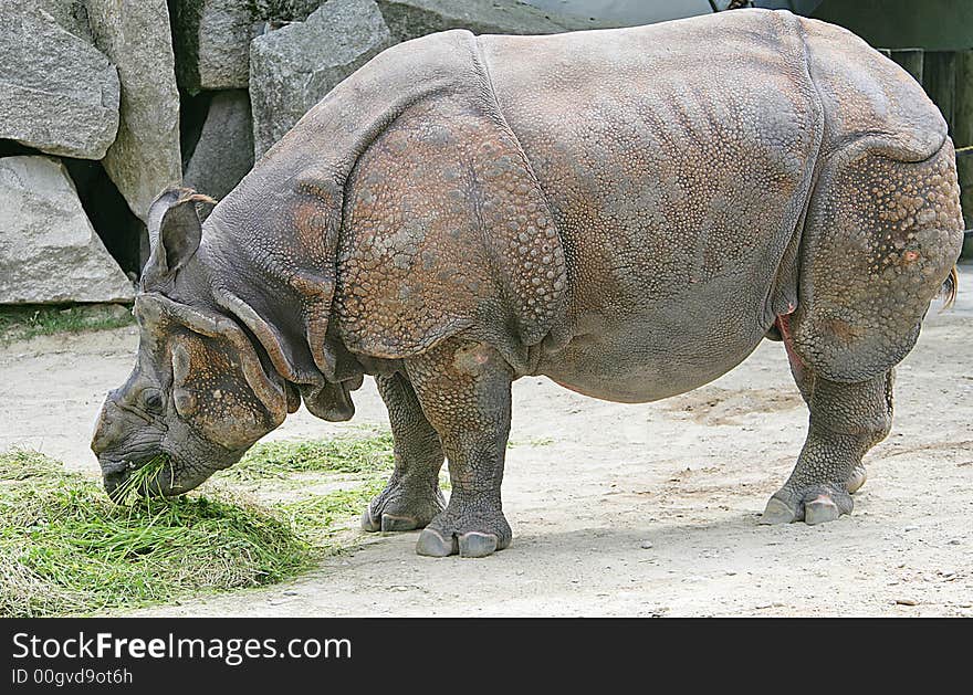 Rhinoceros with the sawn off horn. Rhinoceros with the sawn off horn