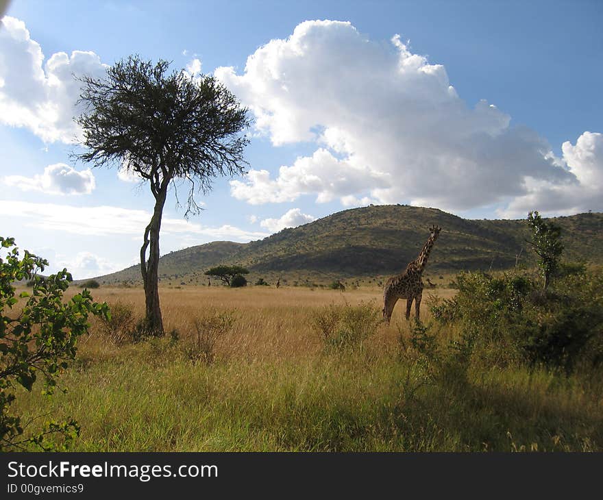 Lone giraffe near the lone tree in Kenya with nice clouds above. Lone giraffe near the lone tree in Kenya with nice clouds above