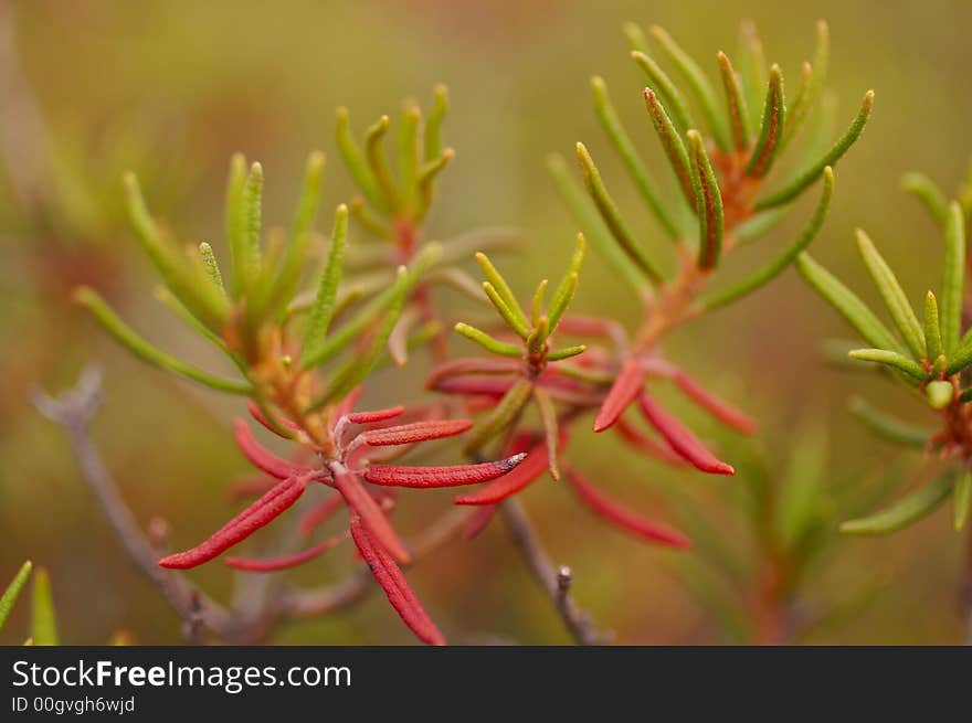 Plant; leaves; house plants; macro; flora. Plant; leaves; house plants; macro; flora