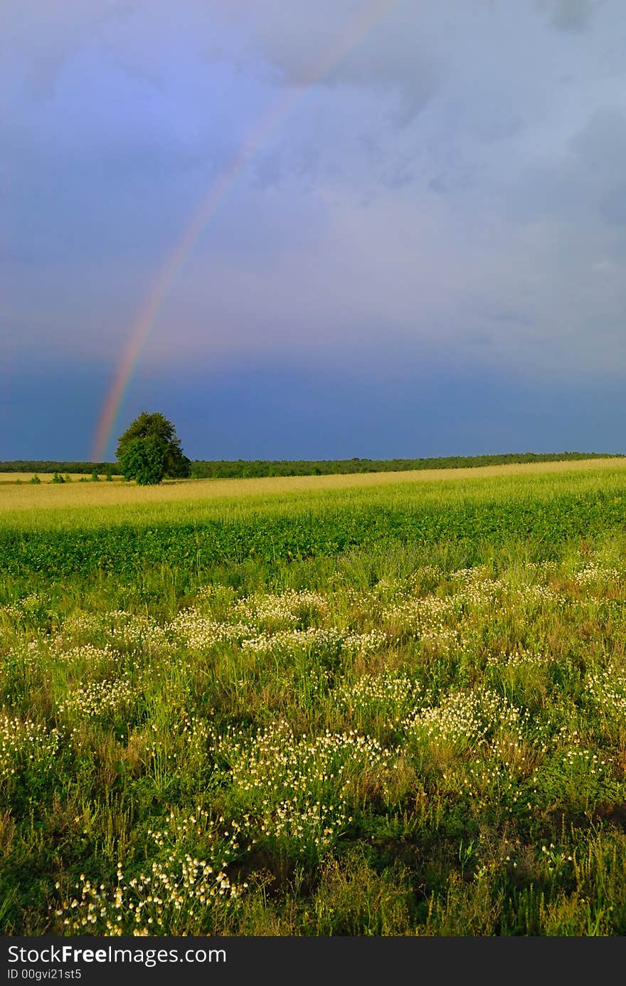 Field and rainbow