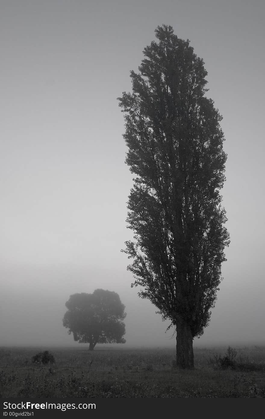 Foggy Morning