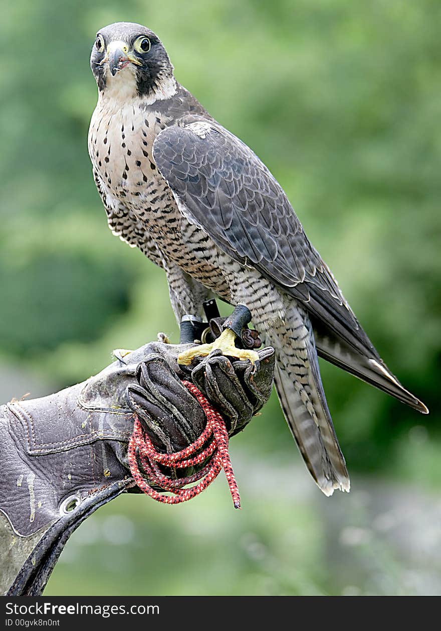 Hunting falcon on the trainer`s hand. Hunting falcon on the trainer`s hand