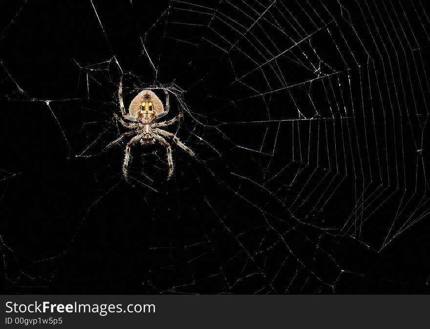 The spider, after spinning its web, will then wait on, or near, the web for a prey animal to become trapped. The spider can sense the impact and struggle of a prey animal by vibrations transmitted along the web lines. The spider, after spinning its web, will then wait on, or near, the web for a prey animal to become trapped. The spider can sense the impact and struggle of a prey animal by vibrations transmitted along the web lines.