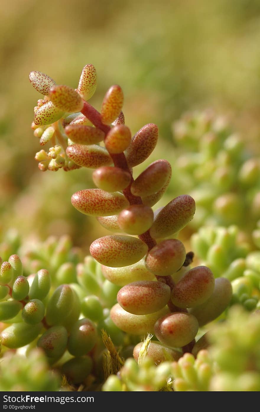 Summer rockery plant