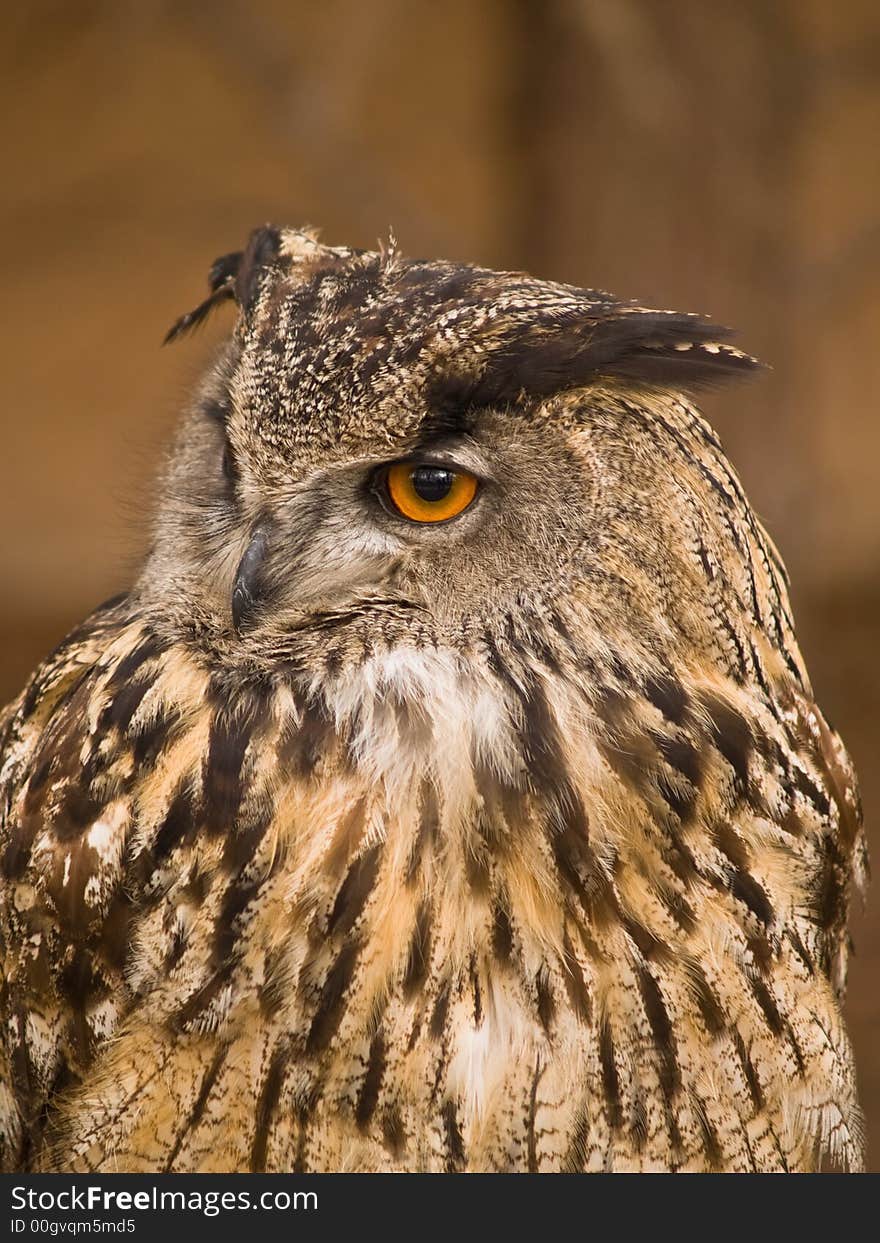 Portrait of wise owl with beautiful eyes