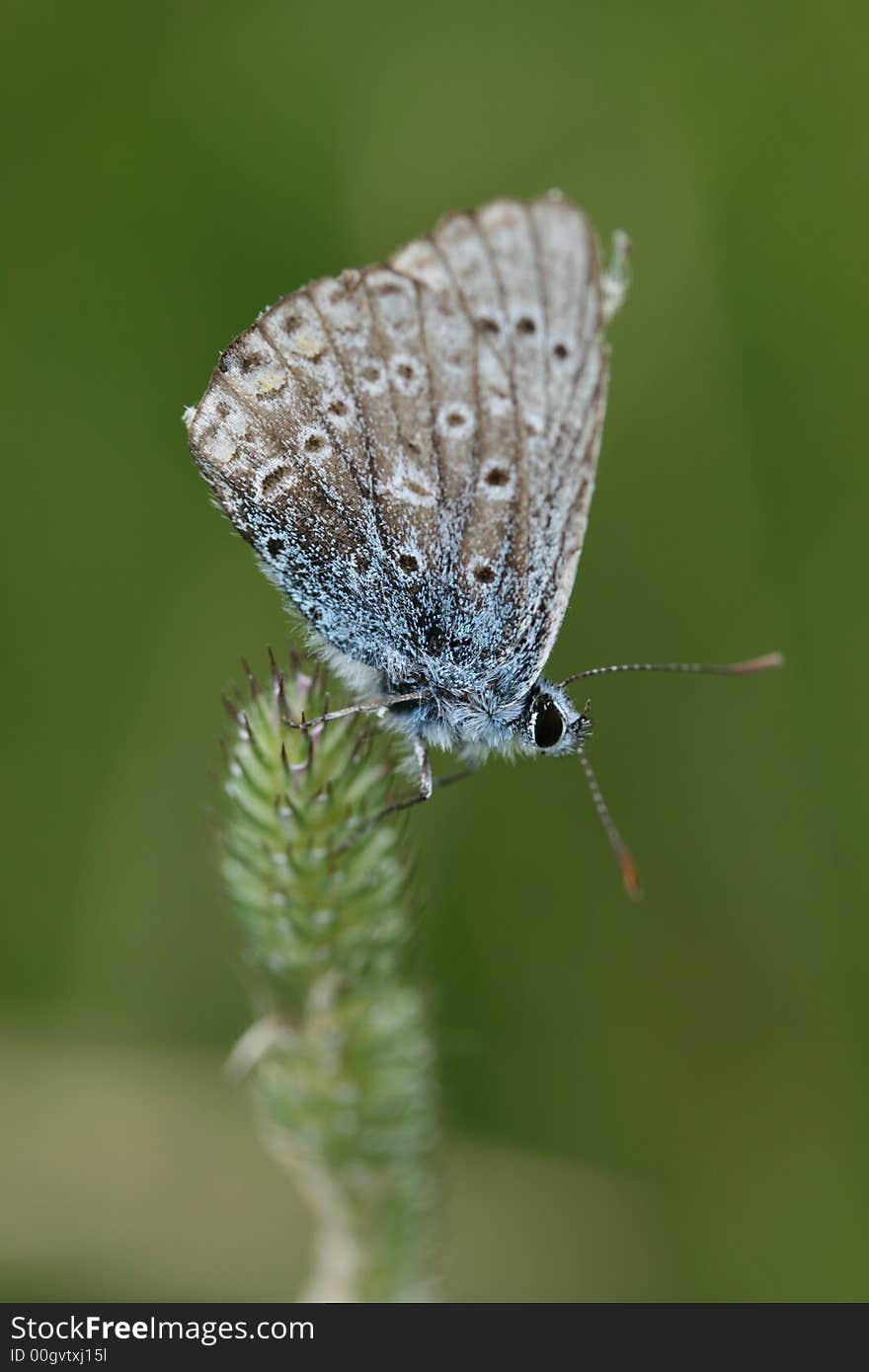 Blue butterfly