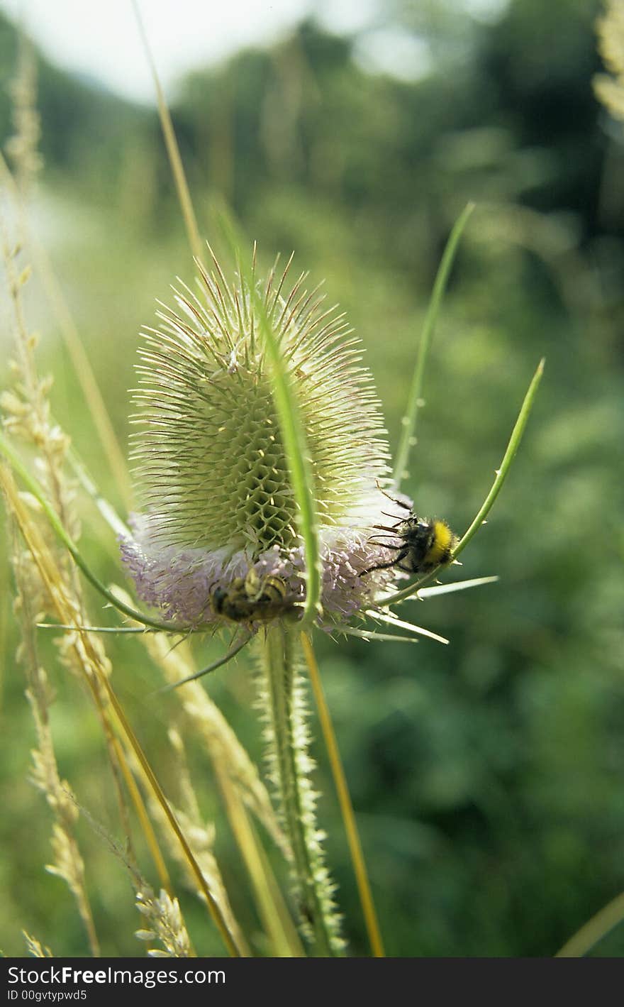 Arctium Lappa 1