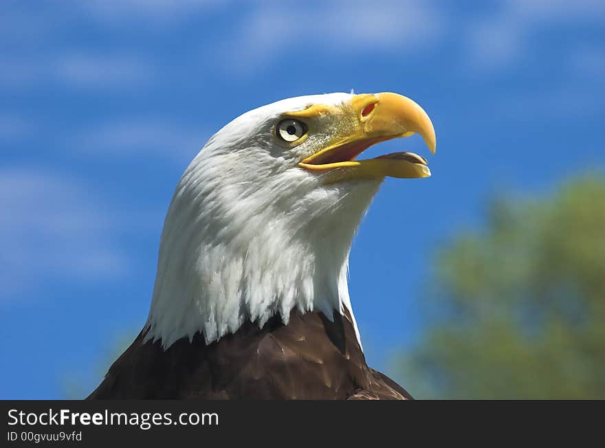 Bald Eagle Profile