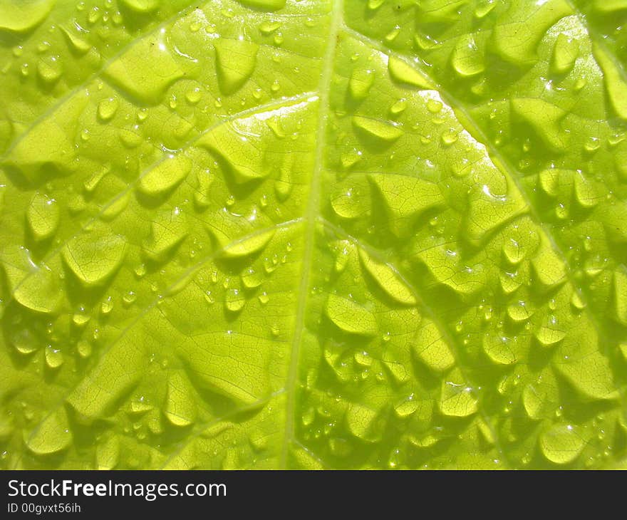 Water droplet spread over the leaf. Water droplet spread over the leaf