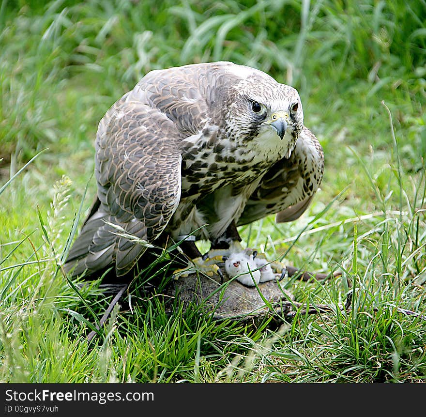 Hunting falcon with its prey. Hunting falcon with its prey