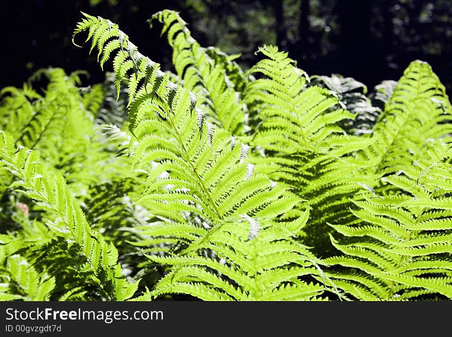 Back lit leaves of a fern. Back lit leaves of a fern