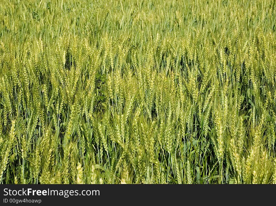 Green fresh wheat cereal field.