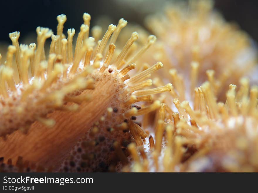 Sea anemones in macro