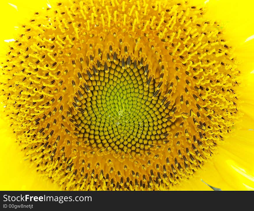 Sunflower pattern