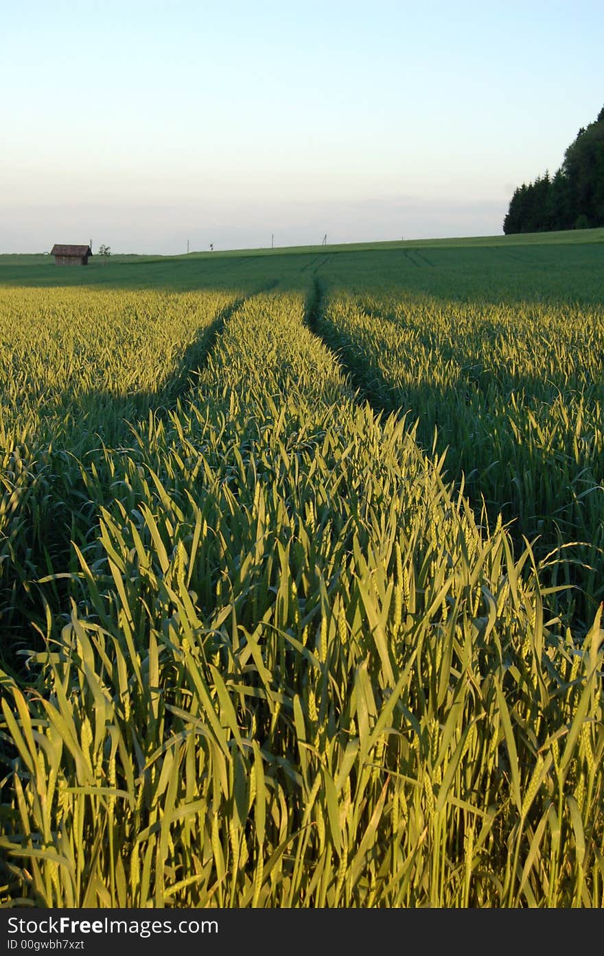 A field that grows wheat with angular lighting and a small house in the distance. A field that grows wheat with angular lighting and a small house in the distance