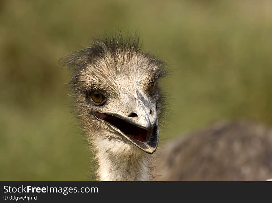 A curious ostrich