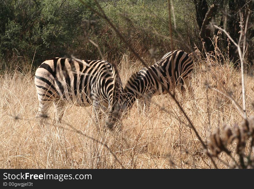 Zebra in wildlife reserve, South Africa. Zebra in wildlife reserve, South Africa