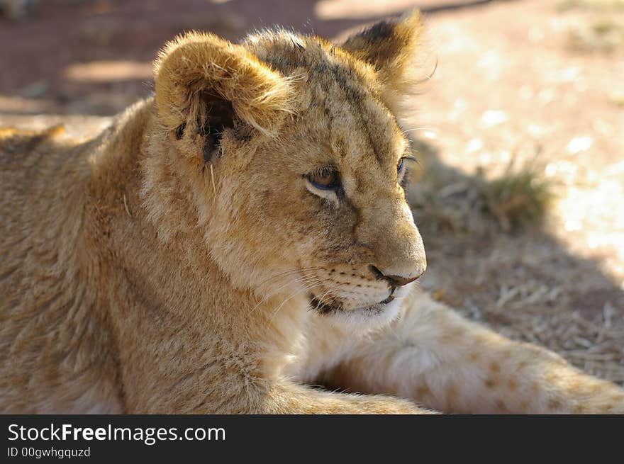 Lion on wildlife preserve in South Africa. Lion on wildlife preserve in South Africa