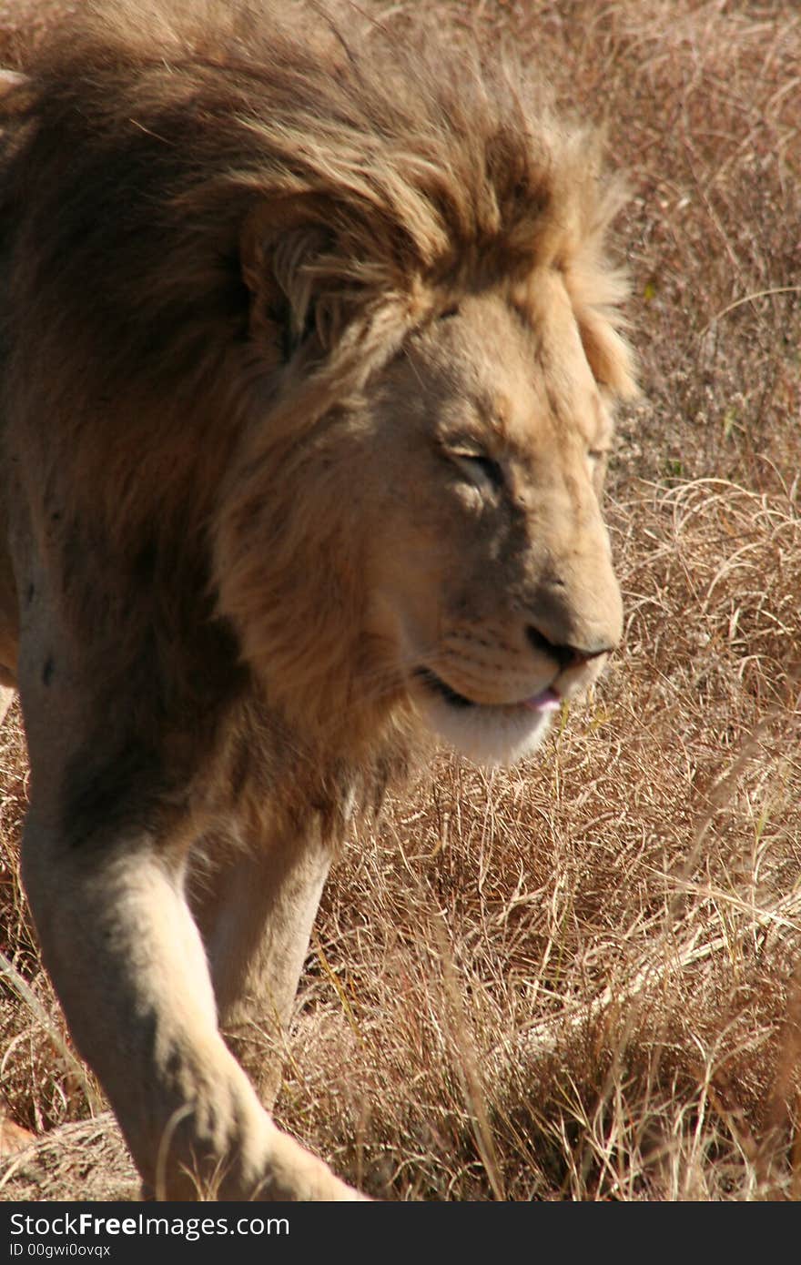 Lion on wildlife preserve in South Africa. Lion on wildlife preserve in South Africa