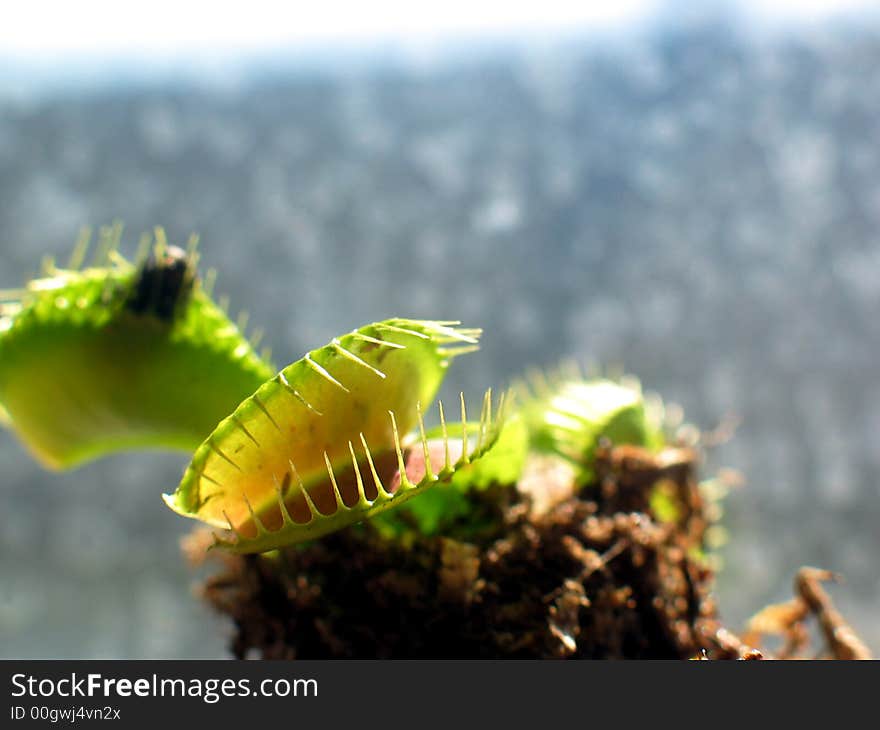 Venus Flytrap