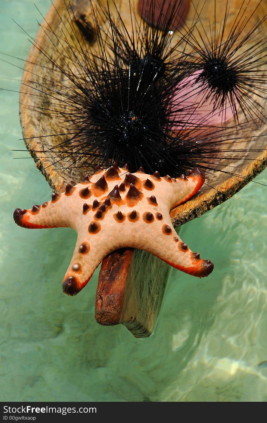 Starfish and Needled Sea urchins