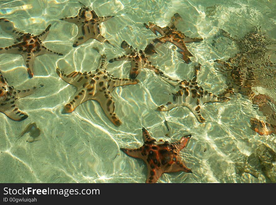 Starfishes in crytal clear water