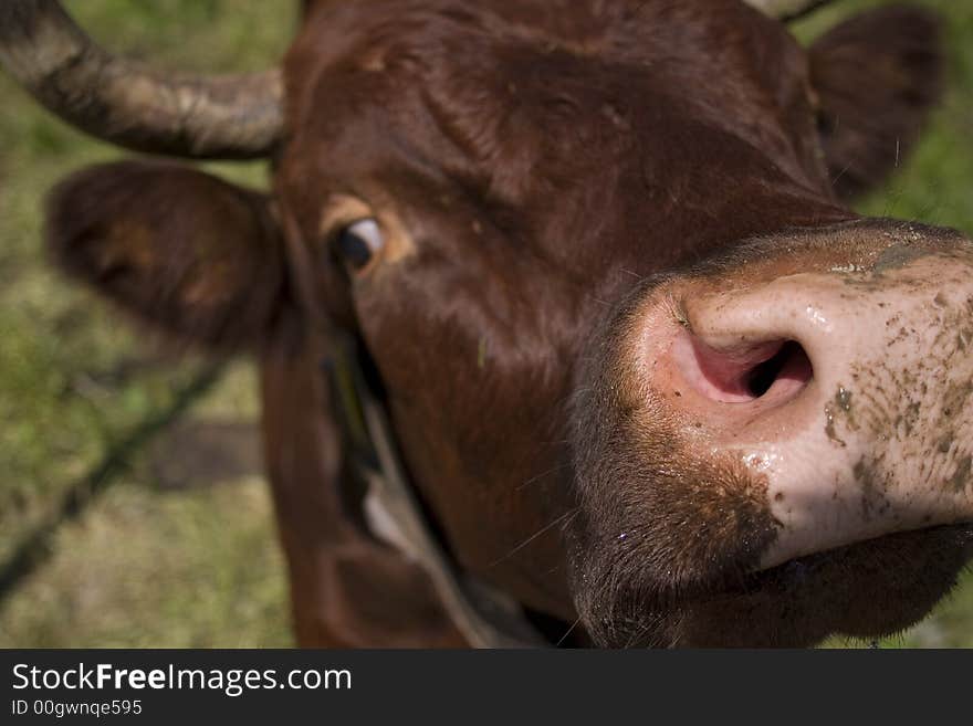 Valais Cow