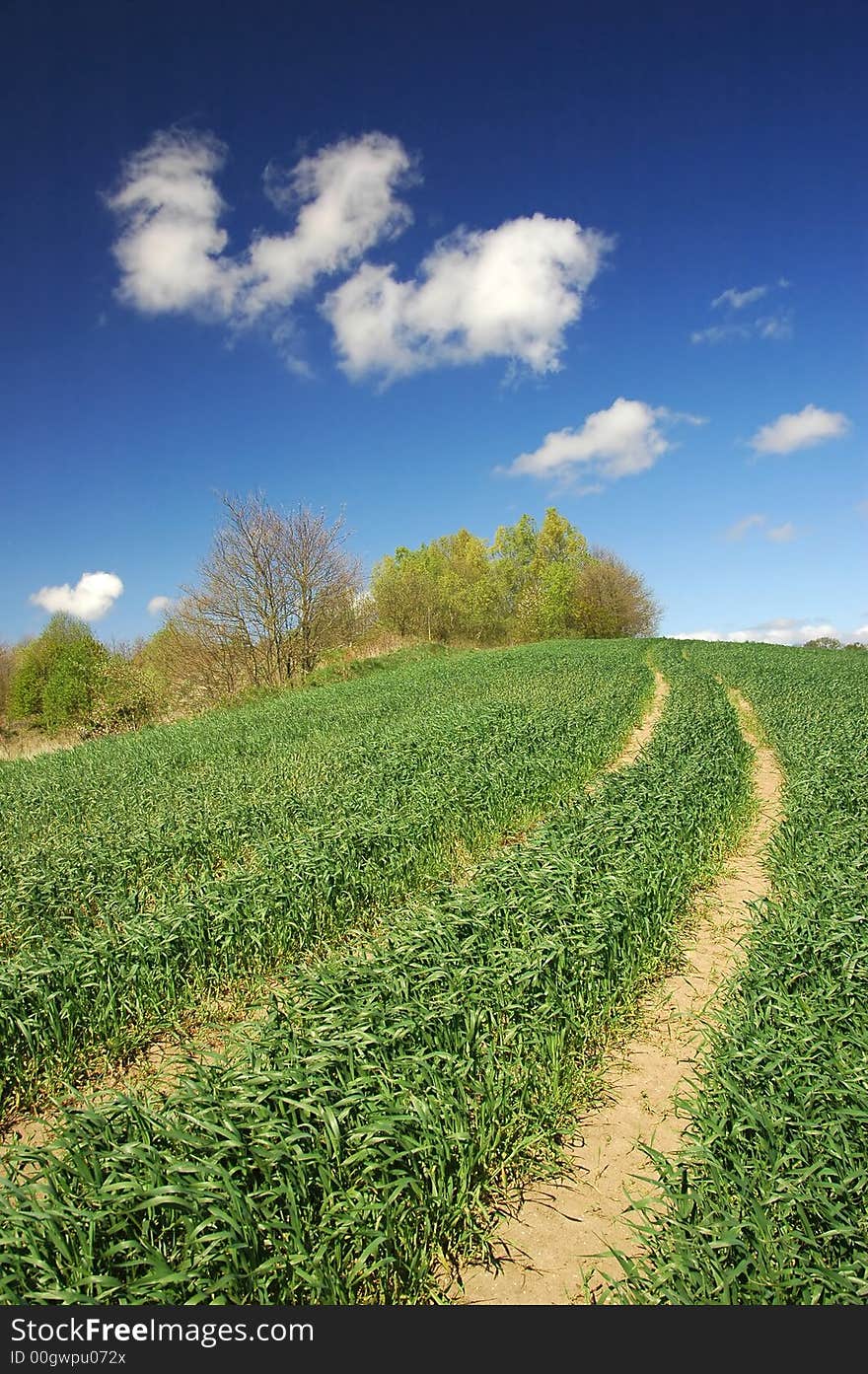 Green field and road with blue sky