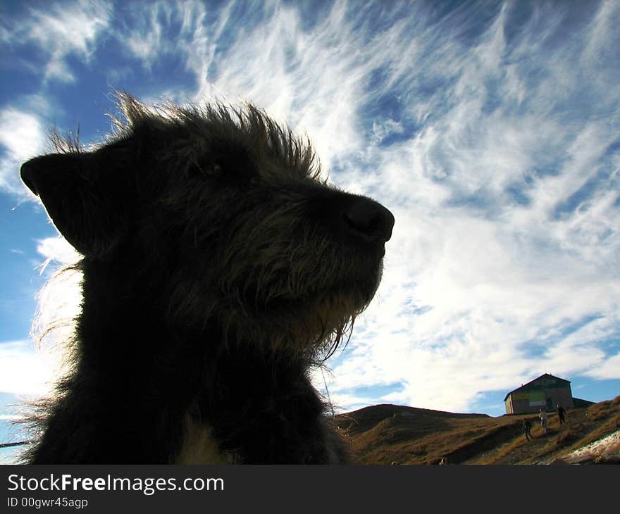 A Mountain Dog