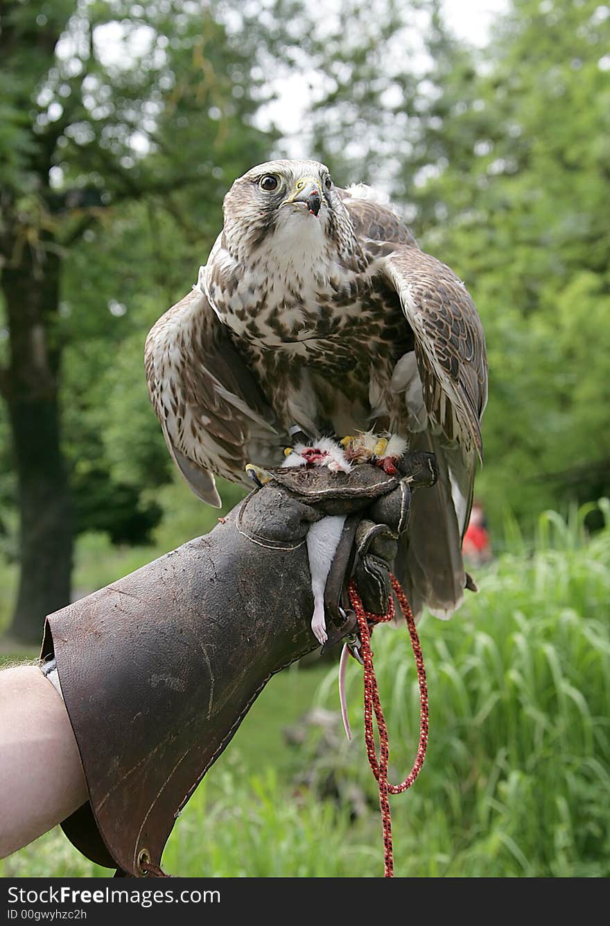 Hunting falcon on the trainer`s hand. Hunting falcon on the trainer`s hand