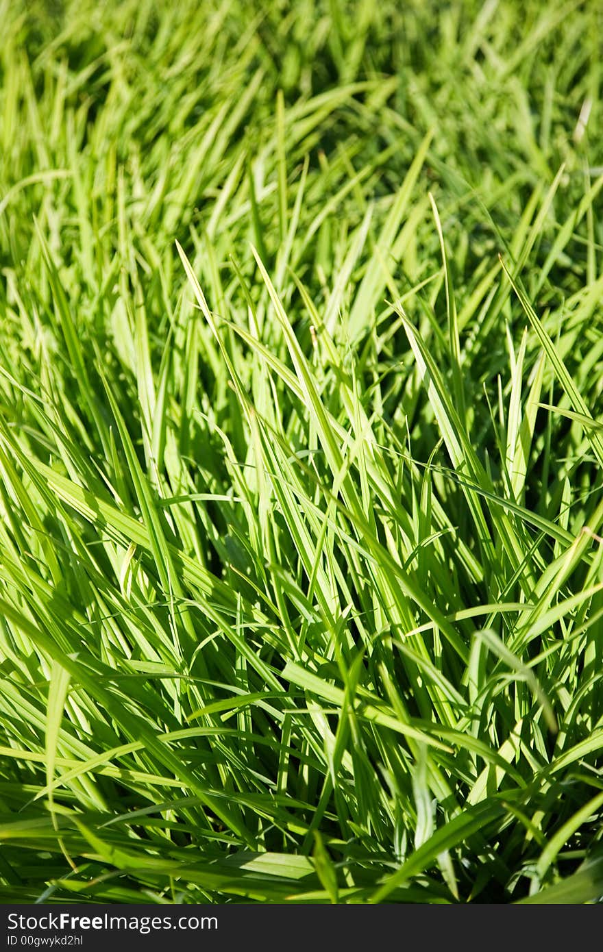 Green grass