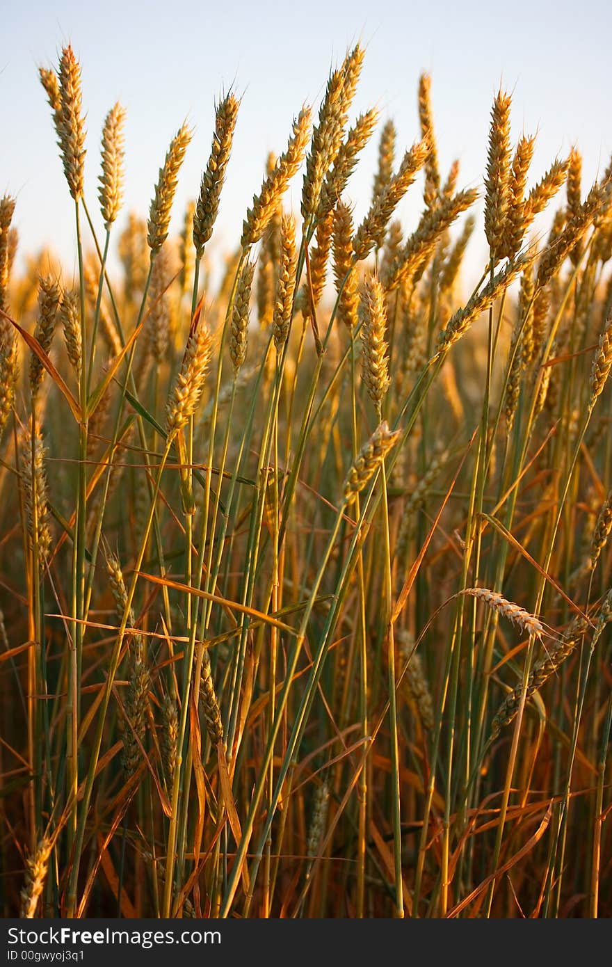 Field of fresh golden wheat grain on a pleasant afternoon with clear sky. Field of fresh golden wheat grain on a pleasant afternoon with clear sky