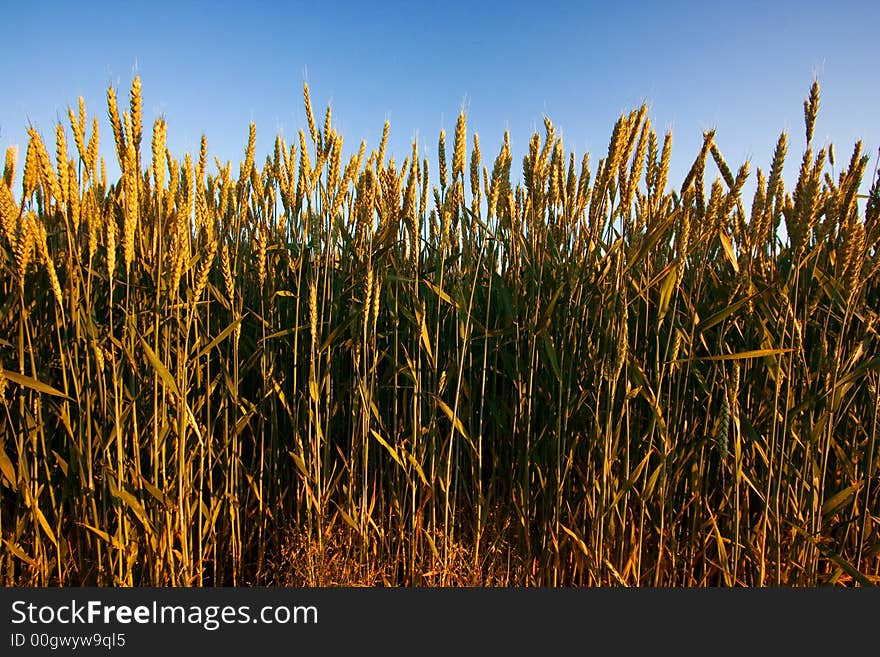 Golden wheat field