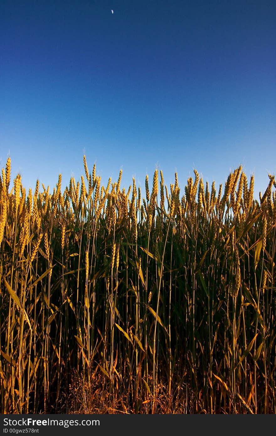 Field of fresh golden wheat grain on a pleasant afternoon with clear sky. Field of fresh golden wheat grain on a pleasant afternoon with clear sky